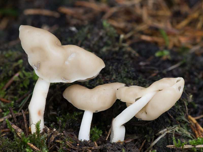 Helvella elastica